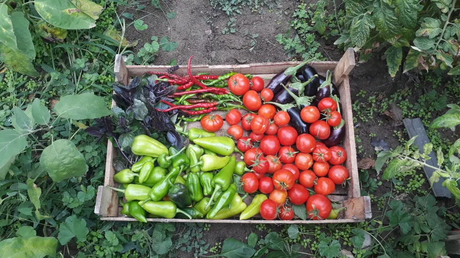 Souveraineté Alimentaire