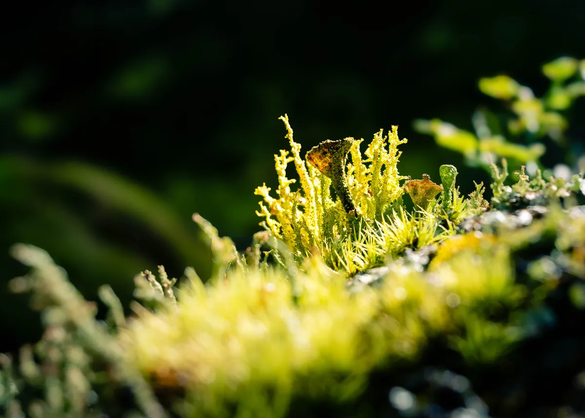 Le lichen, une symbiose vivante